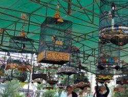 Lomba Kicau Burung Bupati Cup III Kutai Timur: Ajang Meriah Penilaian Kicauan dan Interaksi Burung