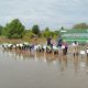 Suasana penanaman bibit mangrove