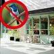 Ilustrasi dilarangnya pemutaran suara alam di tempat usaha tanpa membayar royalti