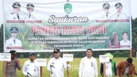 Panen raya padi di Kutai Kartanegara (ist)