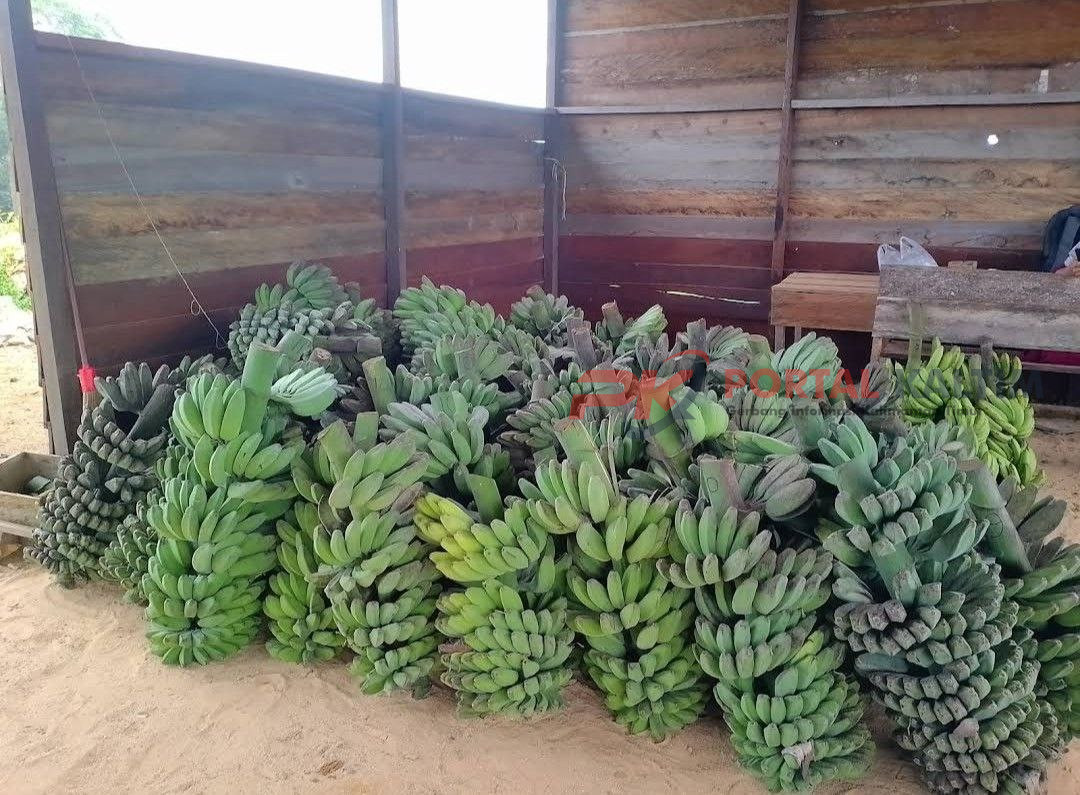 Hasil bumi Pisang Kepok Gerecek dari Kecamatan Kaliorang