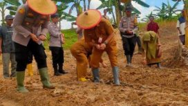 Kapolsek Samarinda Kota Kompol IGN Adi Suarmita, S.I.K., M.I.K. bersama Forkopimcam Kecamatan Sambutan melakukan penanaman jagung secara simbolis di lahan pertanian Kelurahan Pulau Atas, Samarinda, sebagai dukungan terhadap program swasembada pangan 2026.