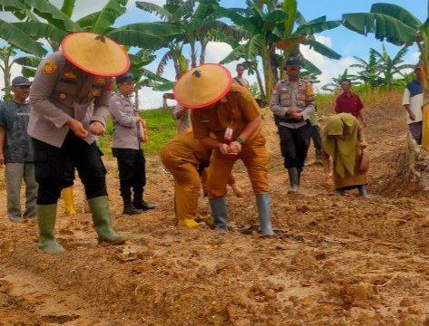 Kapolsek Samarinda Kota Kompol IGN Adi Suarmita, S.I.K., M.I.K. bersama Forkopimcam Kecamatan Sambutan melakukan penanaman jagung secara simbolis di lahan pertanian Kelurahan Pulau Atas, Samarinda, sebagai dukungan terhadap program swasembada pangan 2026.